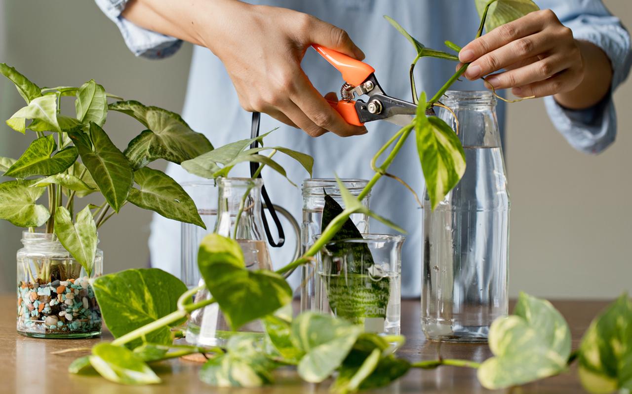 Hoe zet je planten op water? Hoe zet je planten op water?