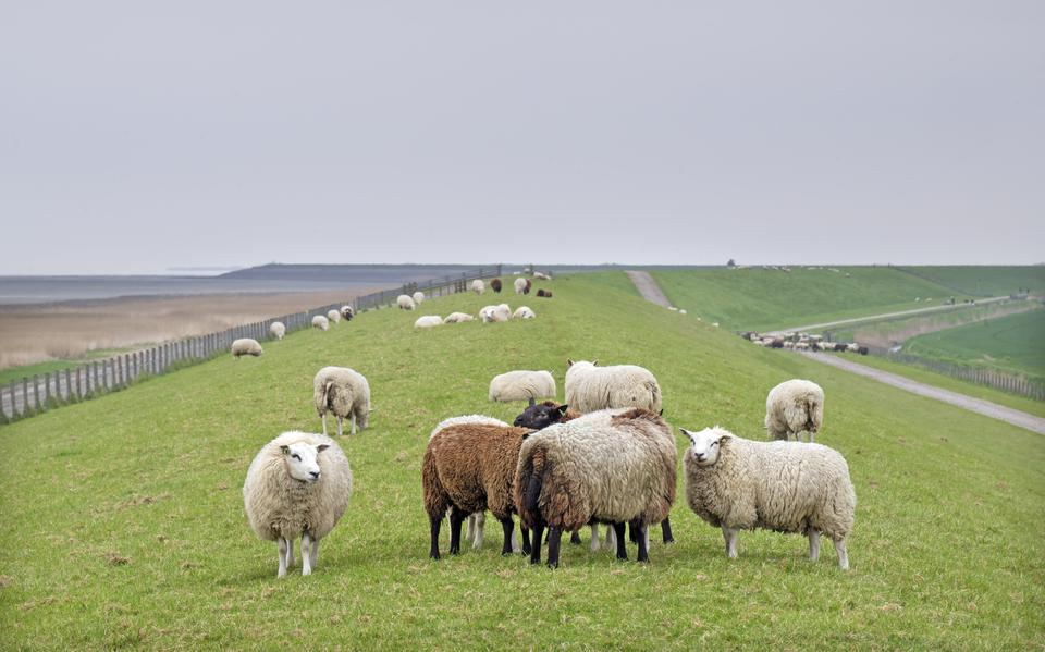Schapen op de dijk bij Koehool.