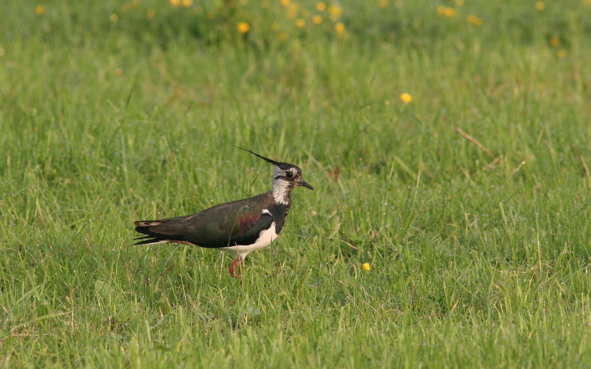 Veehouder was moedeloos, maar ineens worden opvallend veel weidevogelnesten geteld rond Nij Beets