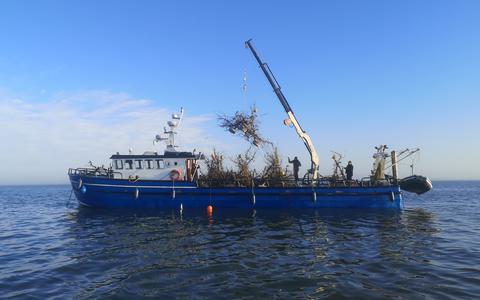 Wigwamvormige perenhoutconstructies zijn dit voorjaar aangebracht op de bodem van de Waddenzee.