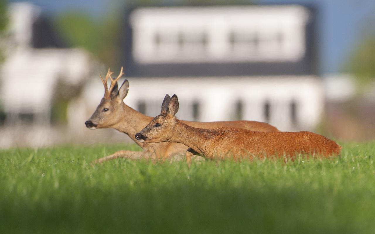 ,,Het is zo rustig op straat dat dieren op plekken komen waar ze normaal ver weg van blijven.” ,,Het is zo rustig op straat dat dieren op plekken komen waar ze normaal ver weg van blijven.”