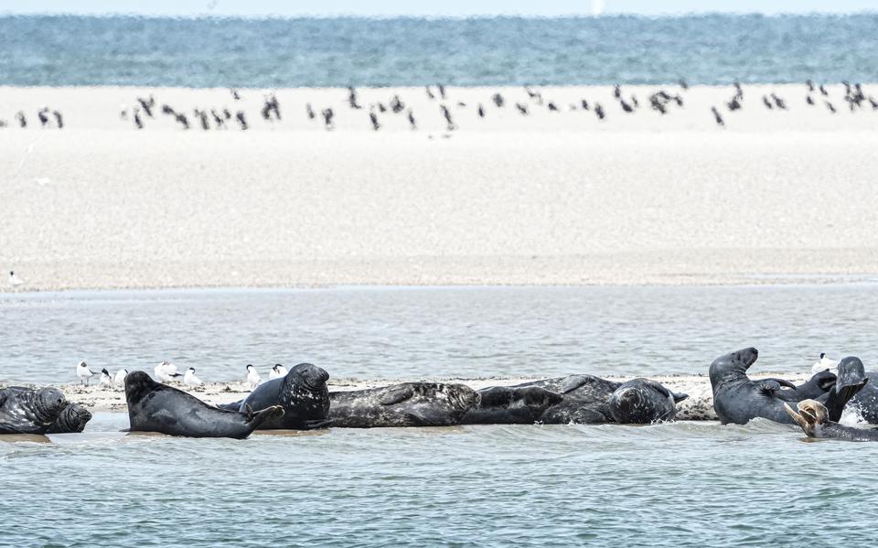 Zeehonden en vogels rusten op een zandplaat in de Waddenzee.