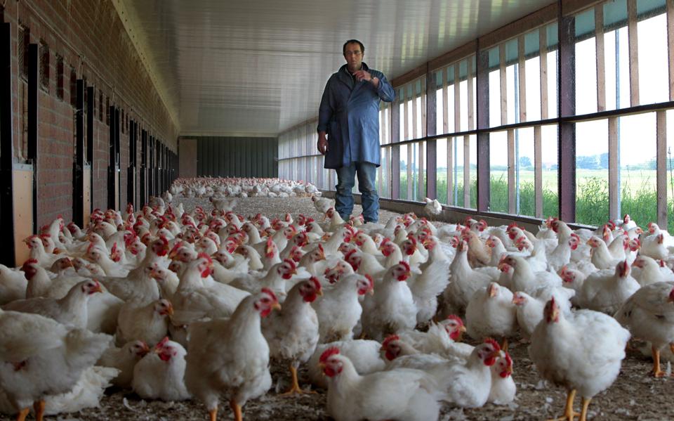 Een ster kippenvlees is in de loop van volgend jaar verplicht in Nederlandse supermarkten. Een belangrijke eis is een overdekte uitloop. 