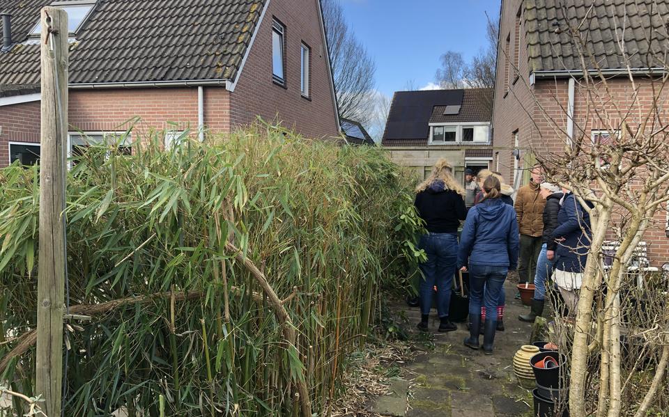 De werkzaamheden die de studentes hebben uitgevoerd in de tuin betroffen niet alleen het flink snoeien van struiken en de bamboeheg, maar ook werd het terras mosvrij gemaakt.