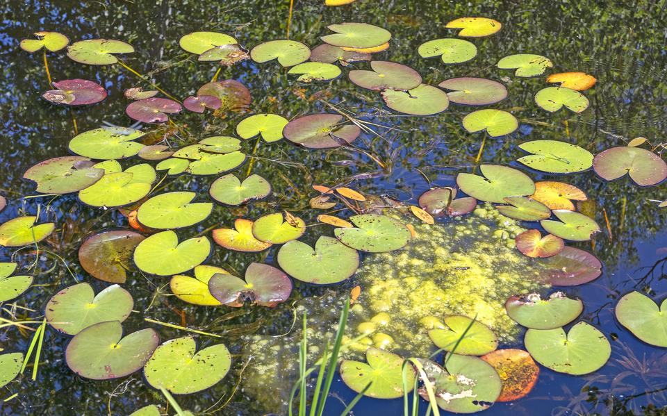Sloot in het Ottema-Wiersmareservaat bij Hurdegaryp met krabbenscheer en waterlelie.