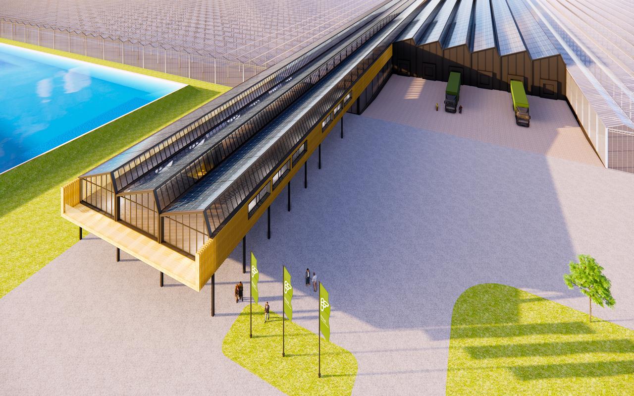 Het kassencomplex dat Friss bij Sexbierum wil laten bouwen. Het kassencomplex dat Friss bij Sexbierum wil laten bouwen.