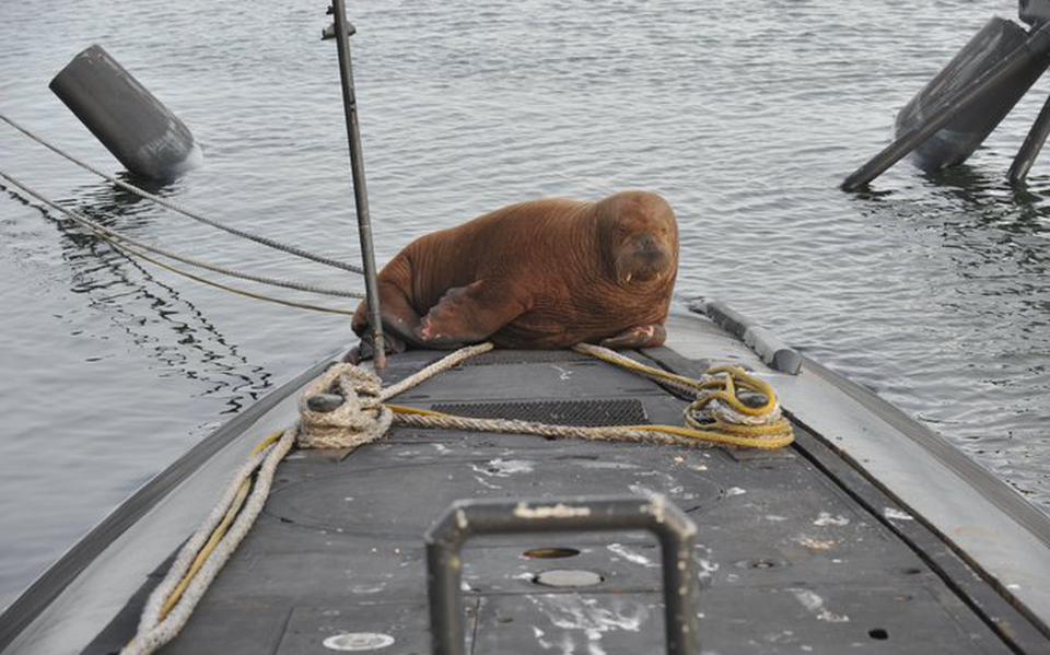 De walrus op de onderzeeboot.