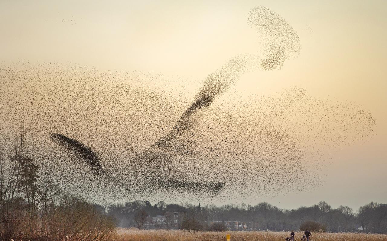 Spreeuwenballet boven natuurgebied de Houtwiel. Spreeuwenballet boven natuurgebied de Houtwiel.