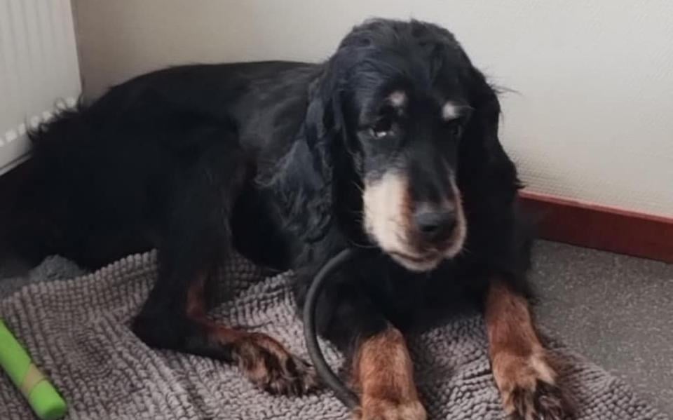 Hond Moira bleef bij de Friese dierenarts. 