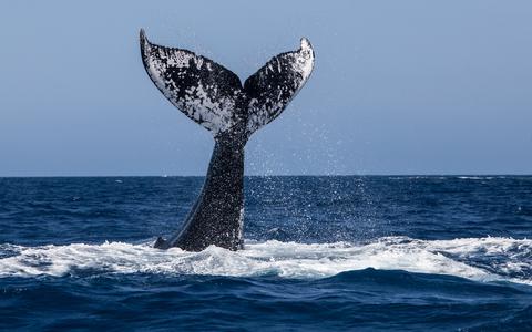 Niet de gespotte walvis. Foto ter illustratie: Shutterstock