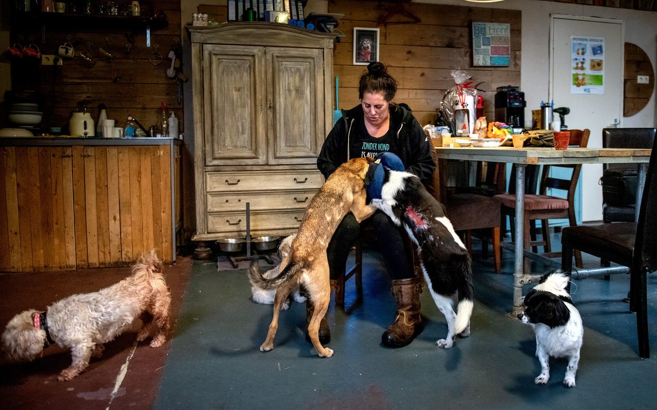 Diny Doedel, omringd door enkele opvanghonden, in een van de binnenruimtes. Dierencentrum Friesland draait geheel op vrijwilligers.