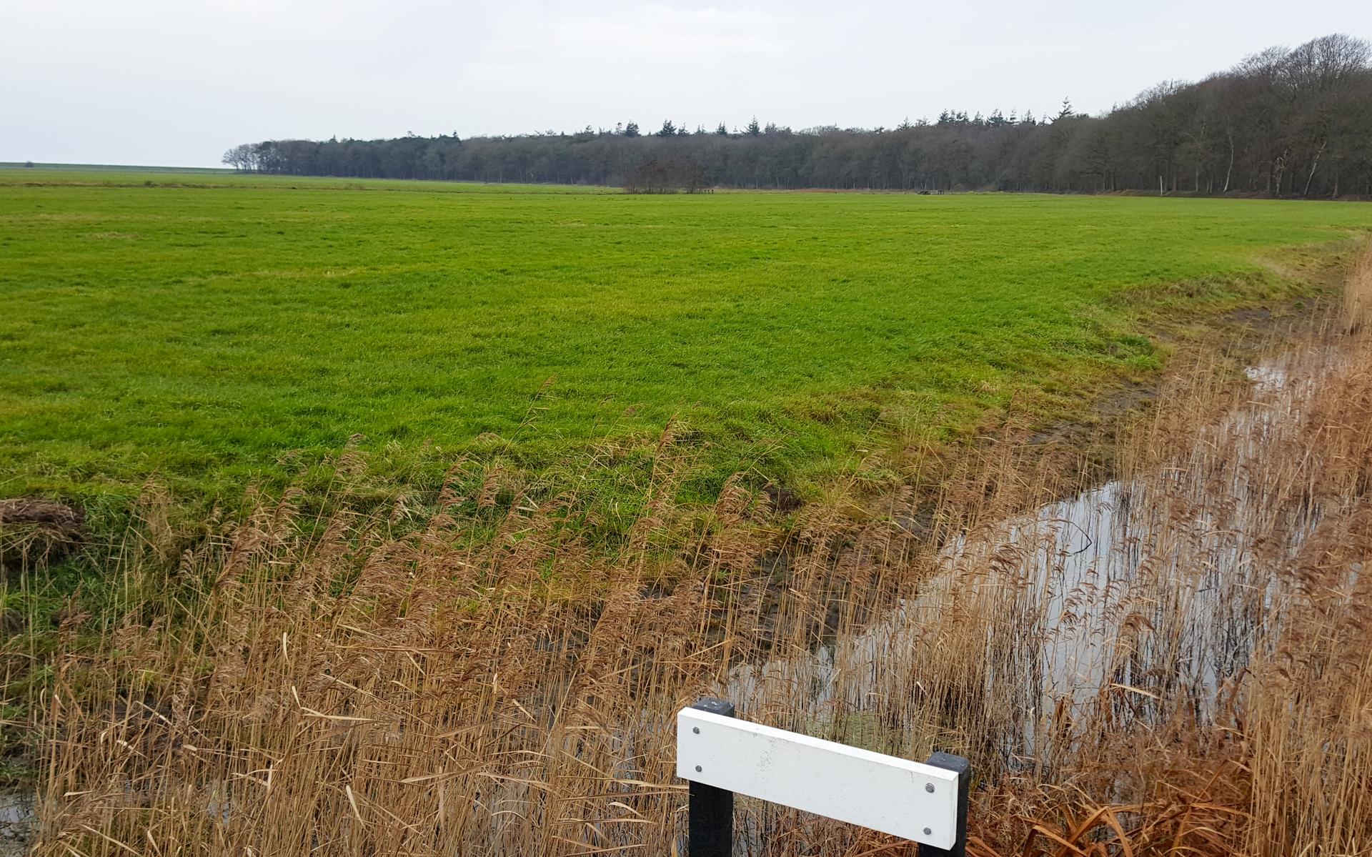 Provincie gunt Séfonsterpolder bij Rijs voorlopig aan natuurbeheerder It Fryske Gea - Leeuwarder Cou