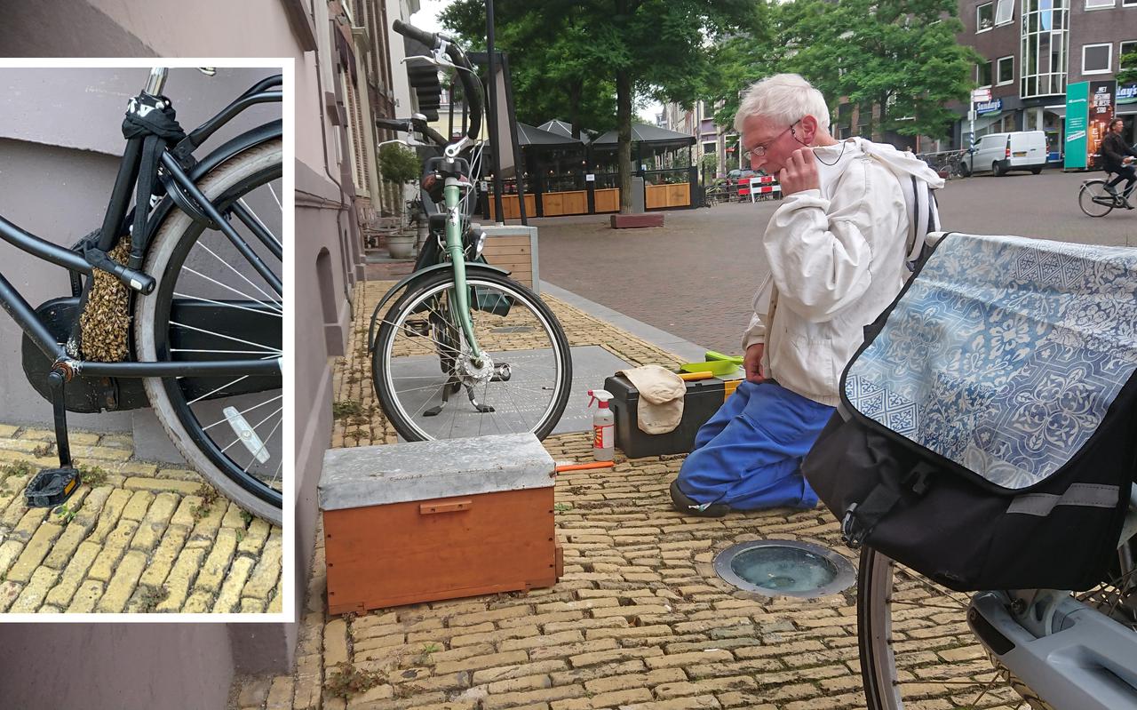 invoer Kleuterschool routine Ineens had Belainesh Vos uit Leeuwarden een zwerm bijen aan haar fiets  hangen: 'Ik wist niet wat ik zag' - Leeuwarder Courant