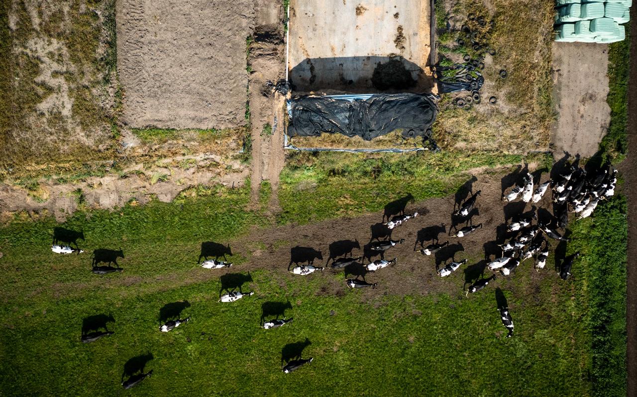 Het demissionaire kabinet heeft plannen op tafel liggen om de productierechten van boeren op te kopen en om landbouwgrond op te kopen. Bij die laatste optie is onteigening van grond geen taboe. ANP/ROB ENGELAAR Het demissionaire kabinet heeft plannen op tafel liggen om de productierechten van boeren op te kopen en om landbouwgrond op te kopen. Bij die laatste optie is onteigening van grond geen taboe. ANP/ROB ENGELAAR