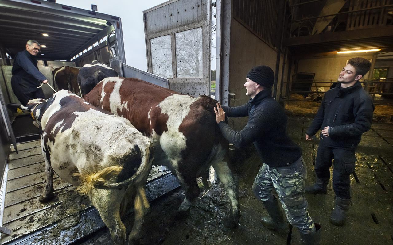 De koeien van de maatschap Arendz zijn onlangs verplaatst van de Hegewarren naar de nieuwe stal tussen Grou en Warten. 