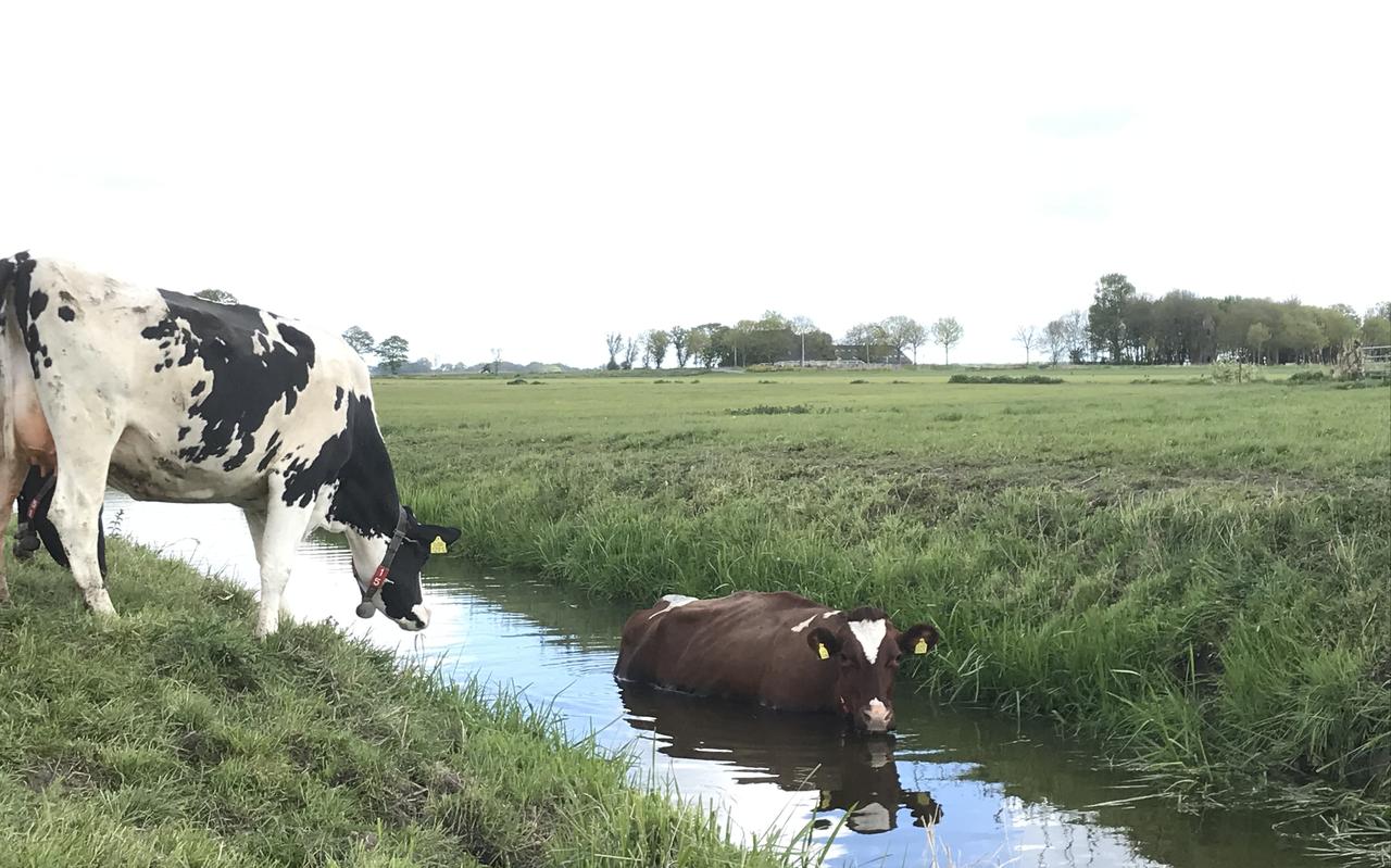Landbouwminister Carola Schouten wil een bepaalde strook langs sloten mestvrij houden. Landbouwminister Carola Schouten wil een bepaalde strook langs sloten mestvrij houden.