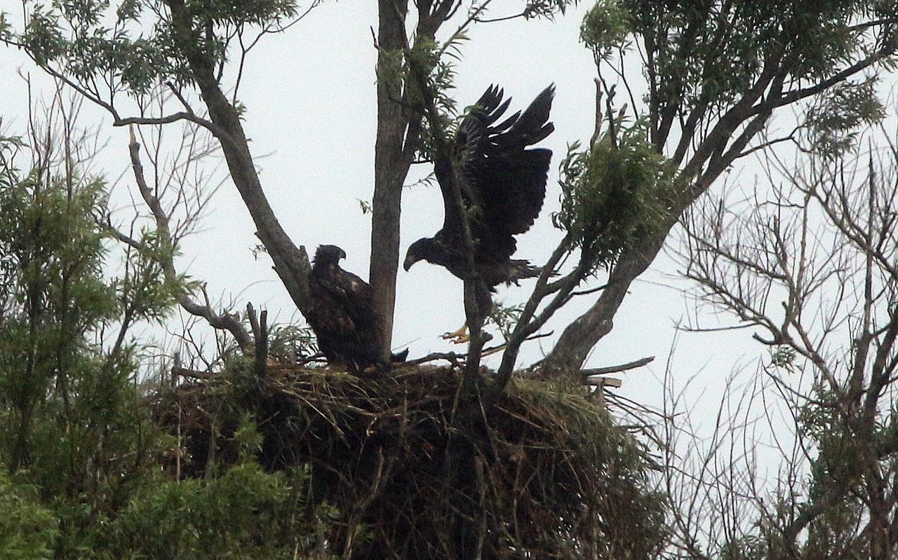 De beide kuikens in het nest bij Koudum doen vliegoefeningen.