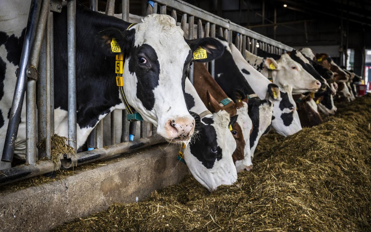 Koeien in een stal eten ruwvoer. Uit de eerste voorlopige resultaten van een onderzoek blijkt dat het ontsloten gras nauwelijks onderdoet voor dit voer.
