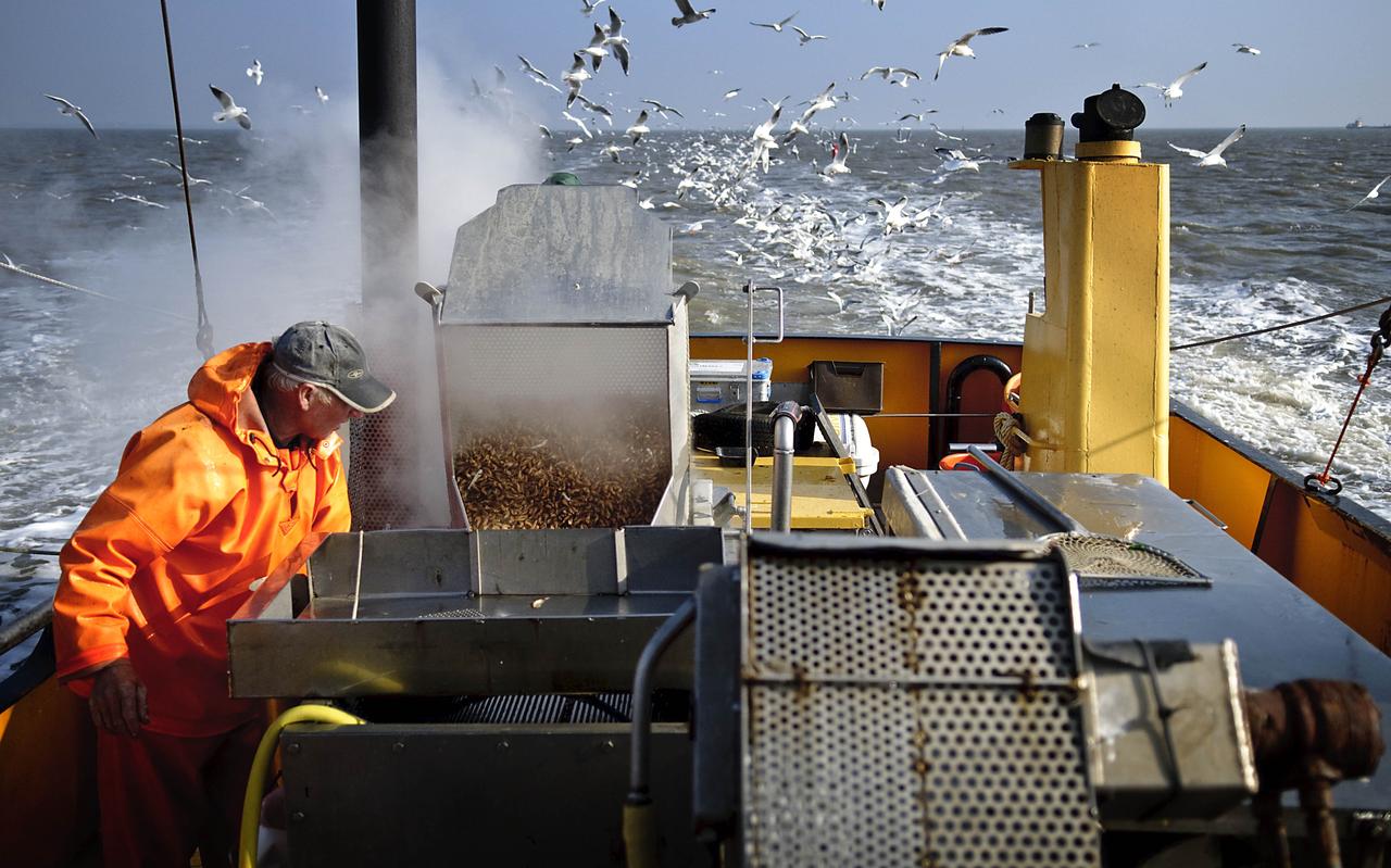 Garnalenvissen op de Waddenzee. Heiko Rispens kookt de garnalen, terwijl meeuwen zich tegoed doen aan de bijvangst. Garnalenvissen op de Waddenzee. Heiko Rispens kookt de garnalen, terwijl meeuwen zich tegoed doen aan de bijvangst.