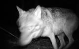 De wolf die bij Bakkeveen door door een wildcamera werd vastgelegd.