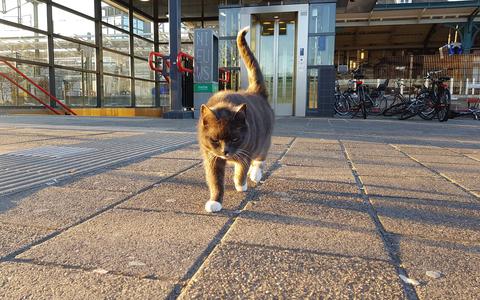 Bella op het station in Leeuwarden. FOTO FACEBOOK BELLA - DE STATIONS KAT