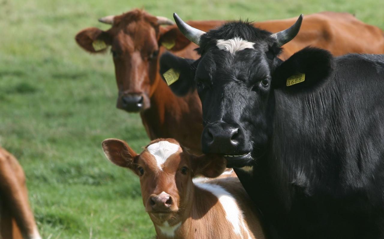 Koeien met horens en kalfjes lopen ouderwets bij elkaar in het weiland. De kalveren zogen bij hun moeders. Koeien met horens en kalfjes lopen ouderwets bij elkaar in het weiland. De kalveren zogen bij hun moeders.
