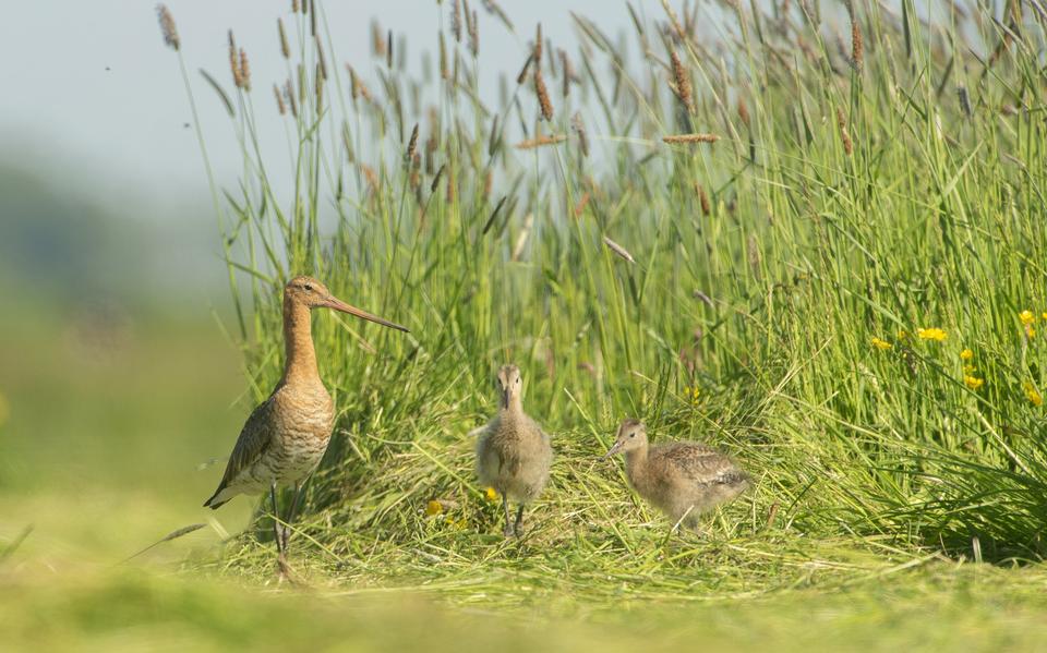 Een grutto met kuikens. Weidevogels hebben last van de droogte. 