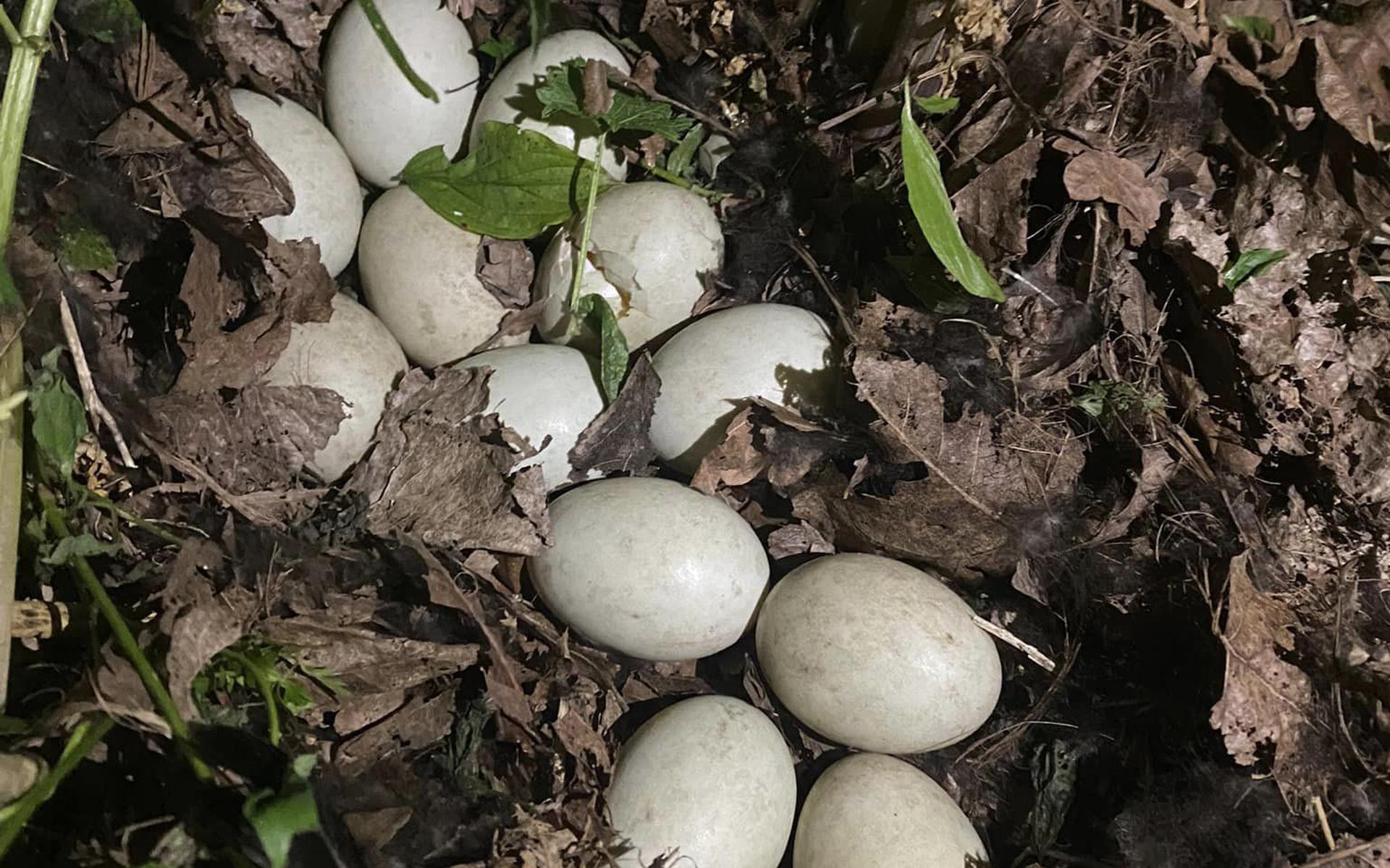 De twaalf eieren waar de eend op broedde. 