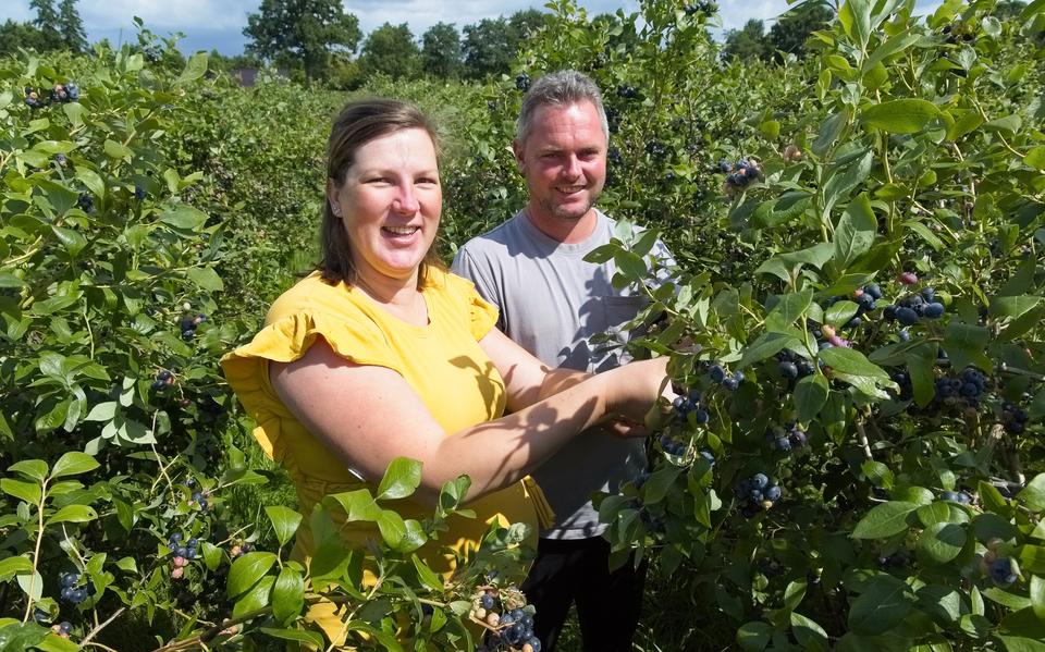 Kim en Goos in hun blauwe bessenpluktuin in Elim. 