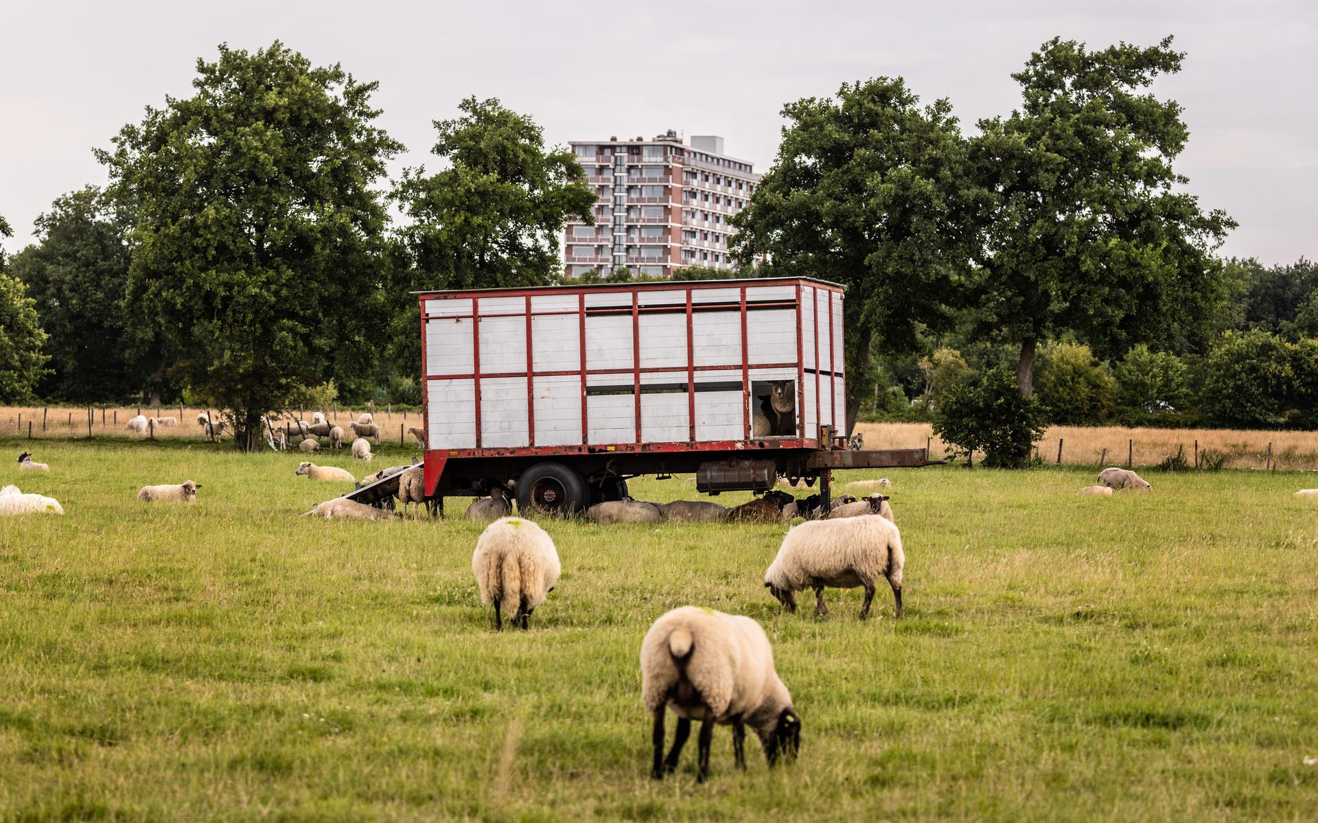 De Lelylijn heeft grote impact op de mensen en dieren die wonen en leven op de plek waar de lijn is 