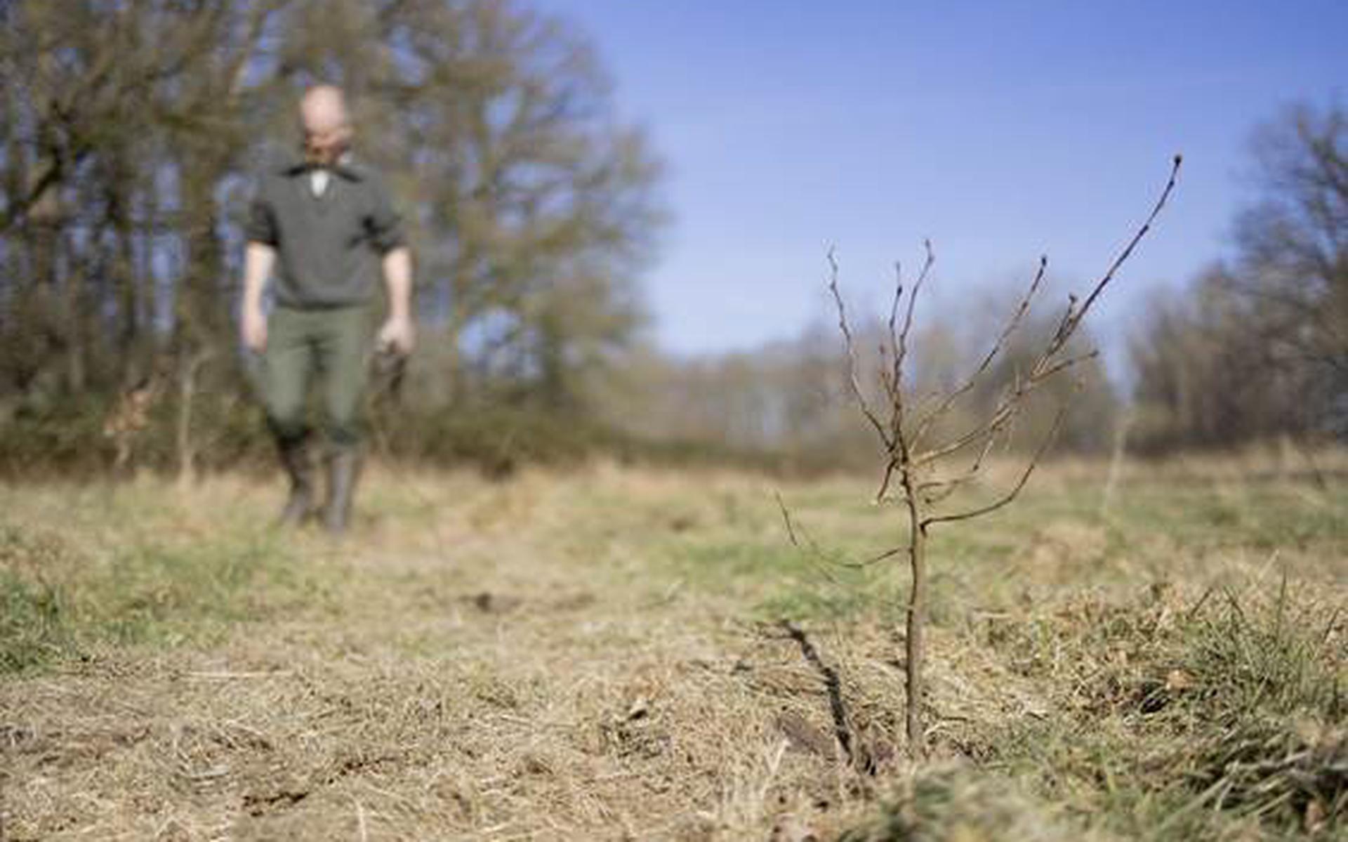 Staatsbosbeheer plant nieuwe bomen vanwege essentaksterfte Leeuwarder