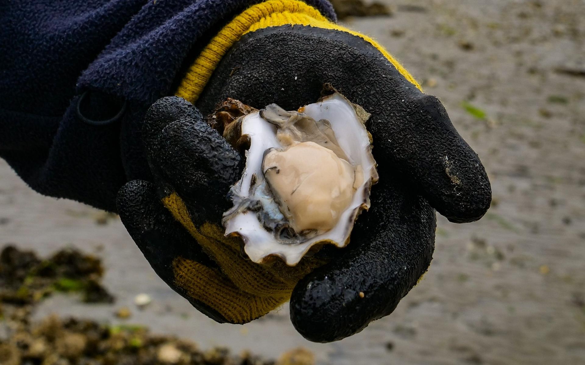 Terschellinger krijgt 2000 euro boete voor het illegaal rapen van oesters - Leeuwarder Courant