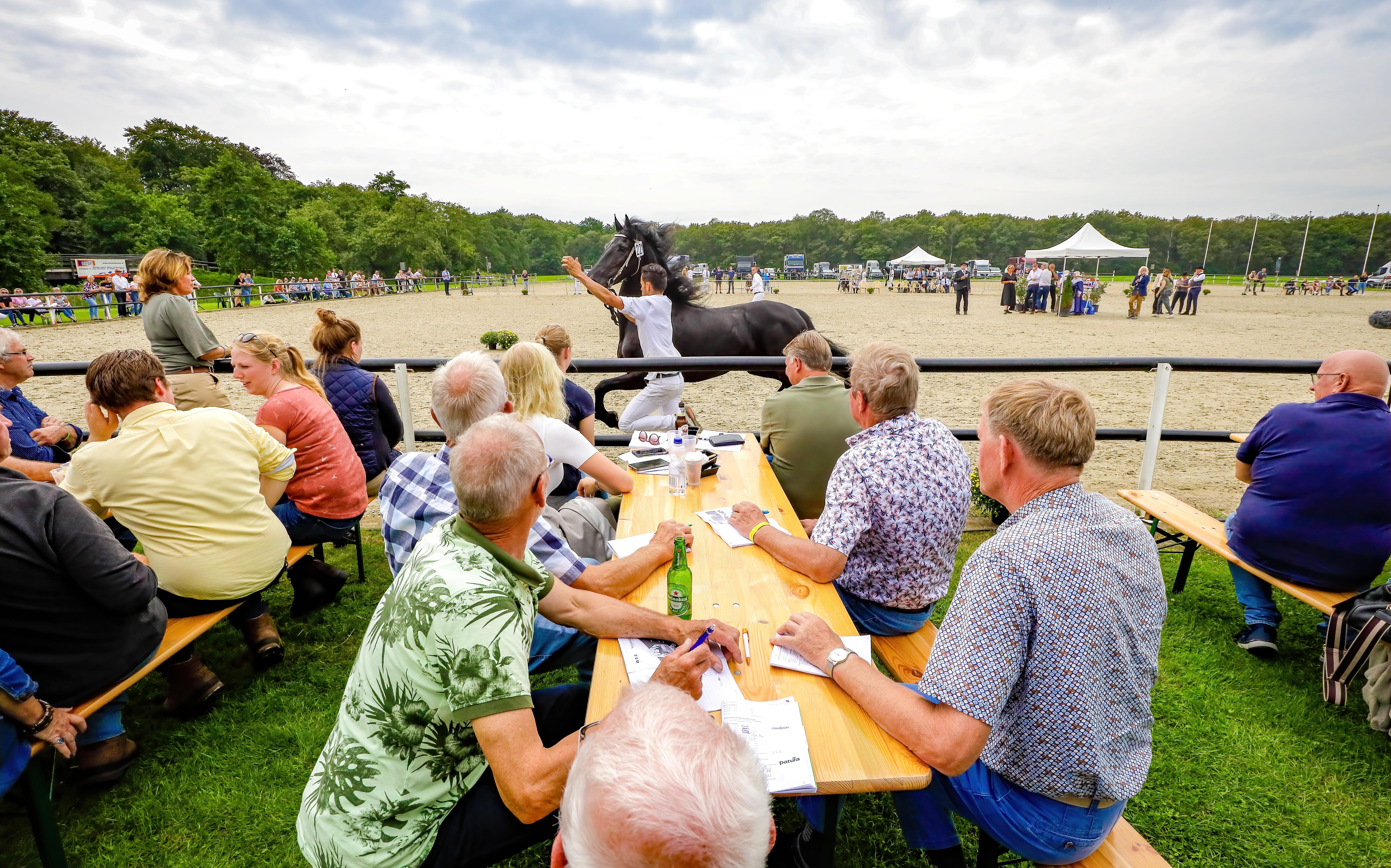 Ruiken, pochen, discussiëren: eindelijk weer emotie langs de baan op paardenfokdag - Leeuwarder Cour