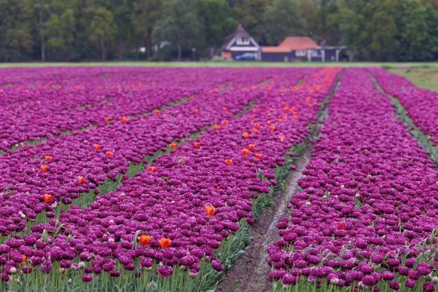Boeren moeten aantonen dat hun gif niet slecht is