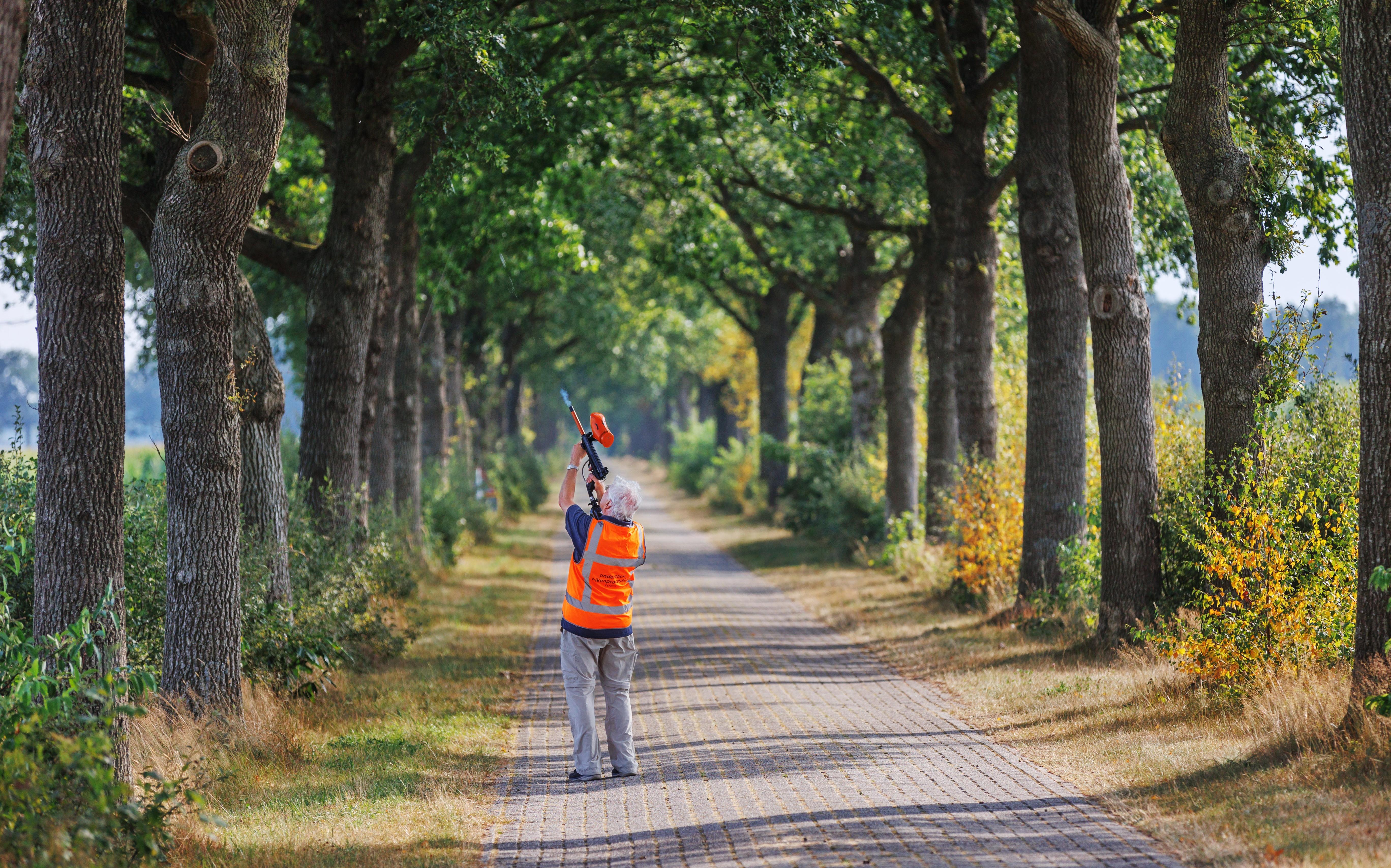 Onderzoekers knallen met paintballgeweer 'bom van geiligheid' in bomen bij Fochteloo ter bestrijding