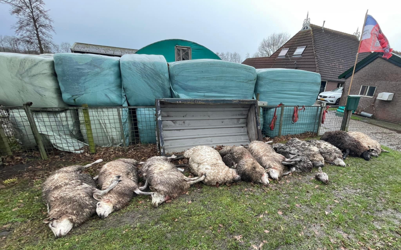 Een aantal dode schapen op het erf in Boijl. Een aantal dode schapen op het erf in Boijl.