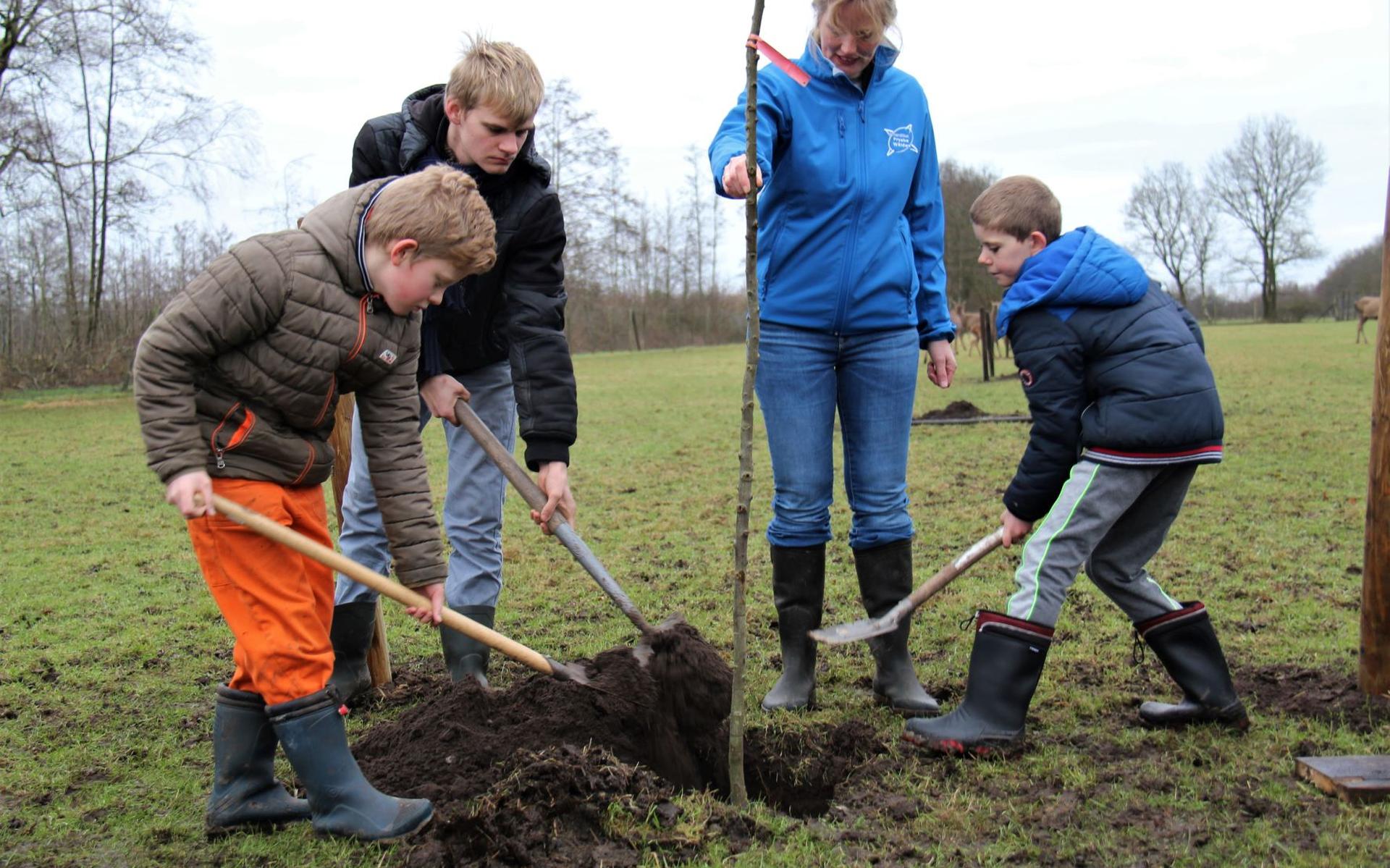 Boomplant in Drogeham: Noardlike Fryske Wâlden koestert fruitbomen - Leeuwarder Courant