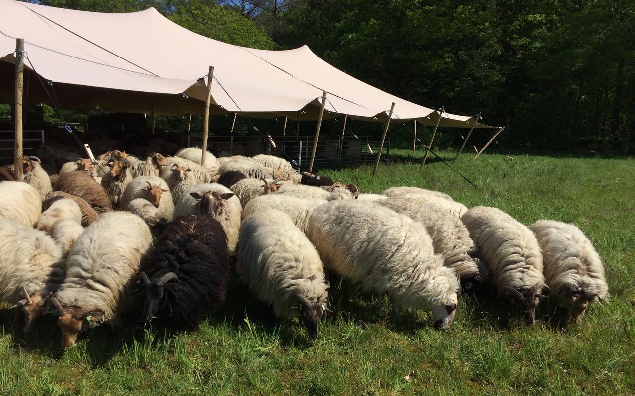 Een deel van de kudde bij de verplaatsbare schaapskooi: een tent, met daarbinnen een hekwerk. Een deel van de kudde bij de verplaatsbare schaapskooi: een tent, met daarbinnen een hekwerk.