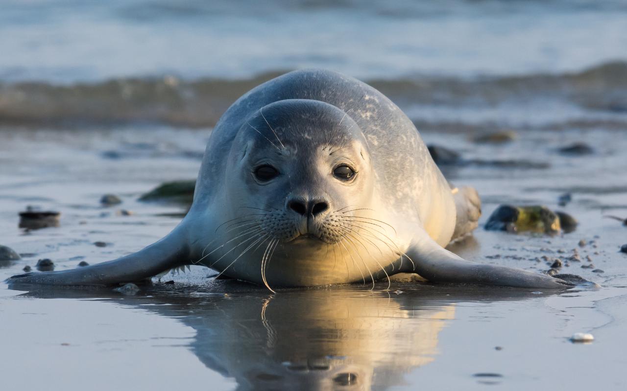 Foto: Shutterstock Foto: Shutterstock