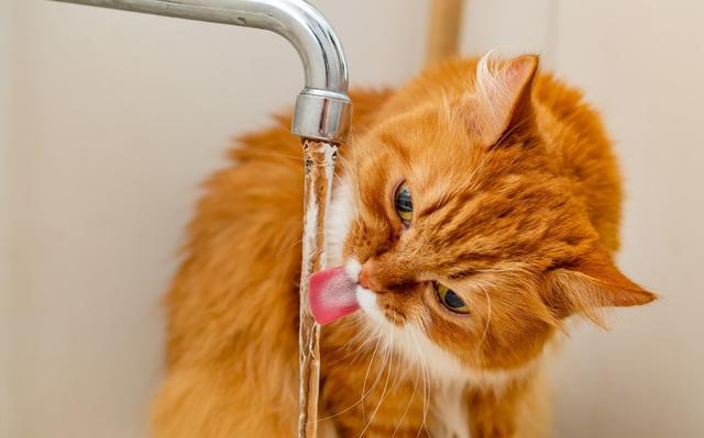 Ken je het verhaal van de kat die het gemeentehuis liet onderlopen