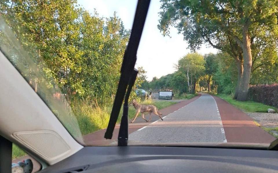 Bij Twijzel is een wolf gesignaleerd.