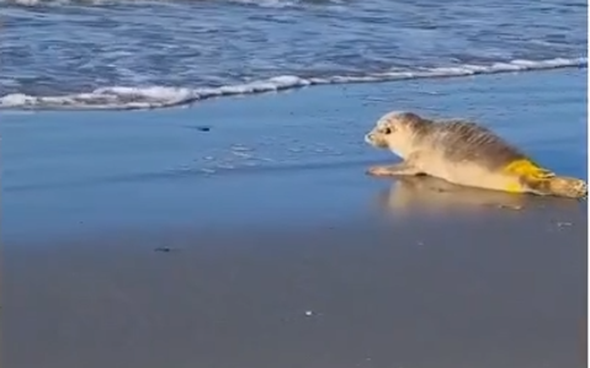 De zeehond op het strand bij Nes.