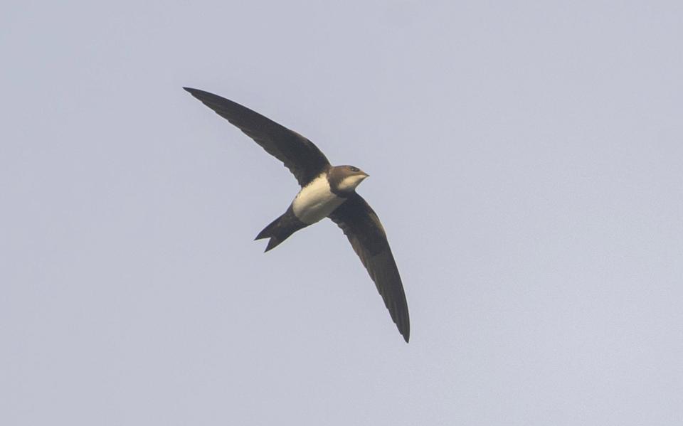 Een zeldzame Alpengierzwaluw vliegt sinds dinsdagochtend rondjes boven een bosje naast de afrit van de A31 bij Franeker en trekt tientallen vogelaars.