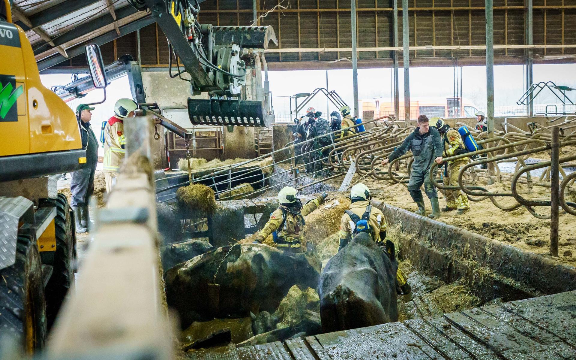 Weer een explosie in koeienstal: is een mestkelder met een dichte vloer tikkende tijdbom? - Leeuward