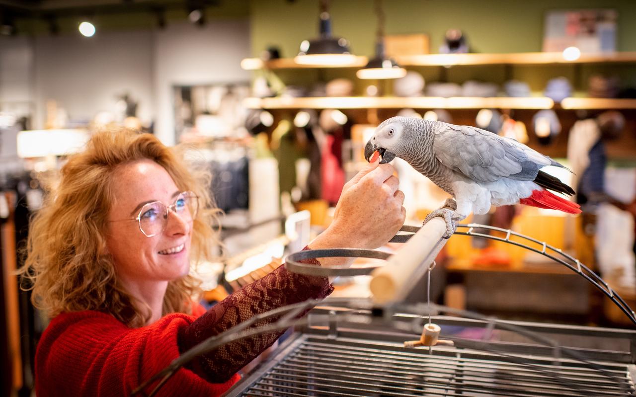 De grijze roodstaartpapegaai Denim heeft een vaste plek bij Elinga Mode in Drachten. In het weekend is hij bij Nathalie Kreeftmeijer. De grijze roodstaartpapegaai Denim heeft een vaste plek bij Elinga Mode in Drachten. In het weekend is hij bij Nathalie Kreeftmeijer.