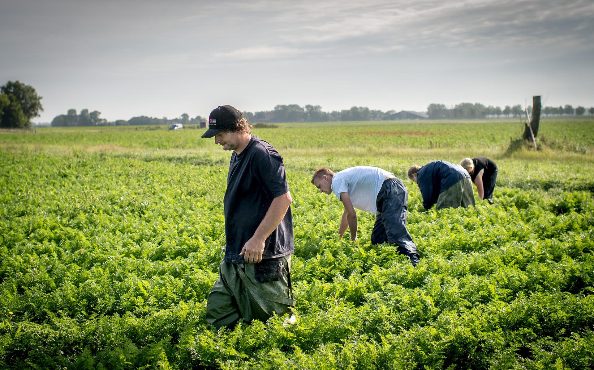 Wie helpen de Sipma’s uit Engwierum af van een grote partij biologische wortelen die een Duitse sapp
