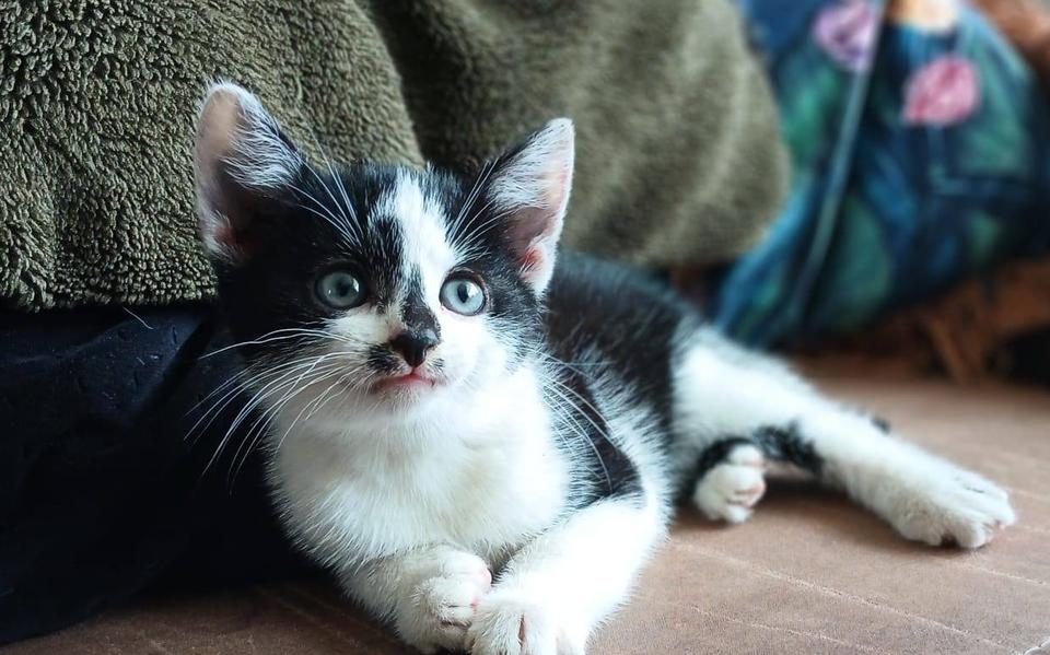 De kitten in kwestie.