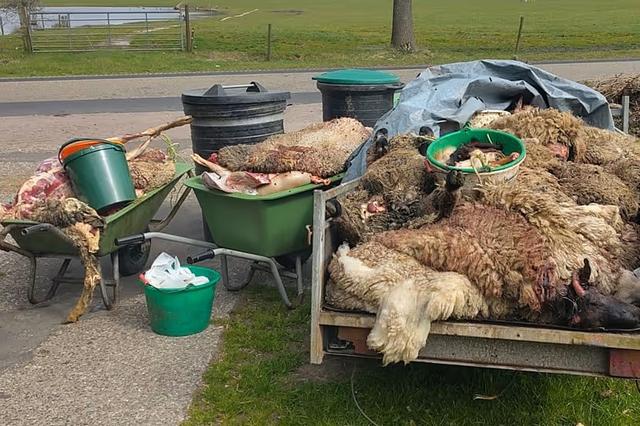 NVWA ontdekt illegaal slachthuis bij Ureterp: schapen werden onverdoofd geslacht