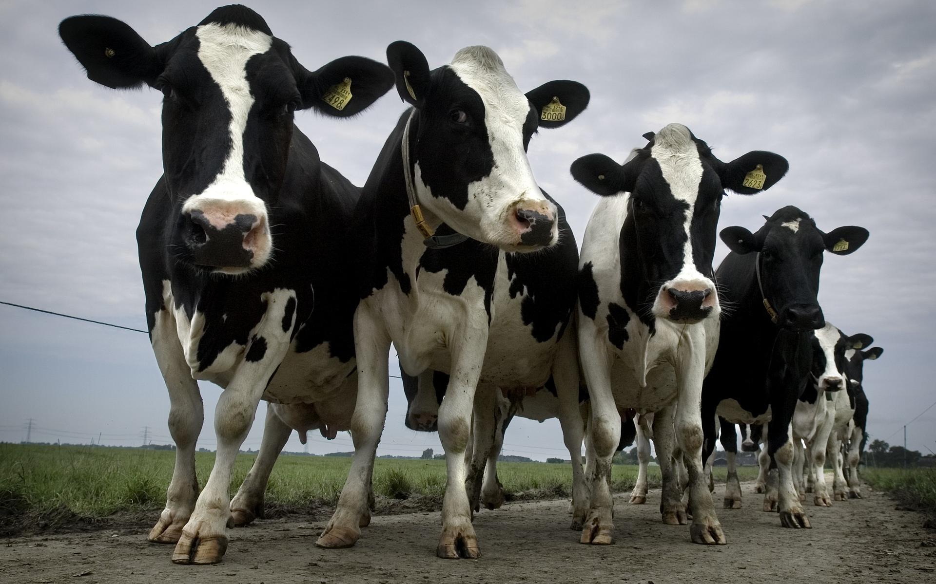 FrieslandCampina Reageert Op Boze Minister Schouten We Groeien Nog 