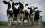 Boeren die PlanetProof-melk leveren moeten voldoen aan extra eisen op het gebied van dierenwelzijn, milieu  en klimaat. 
